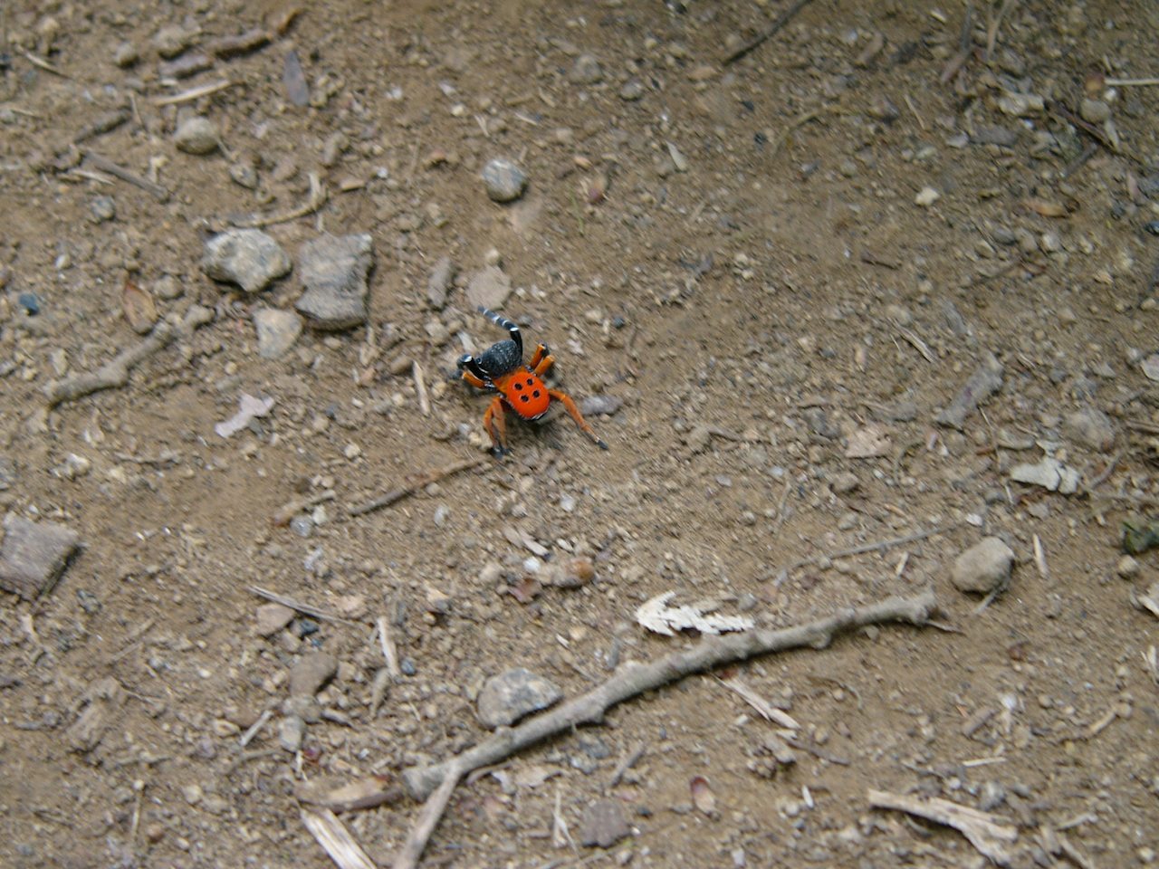 ragno al Monte Gelato: maschio di Eresus sp.